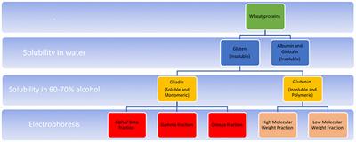 Evolving Therapy for Celiac Disease